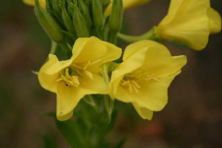 1006_KROA_0232.JPG
